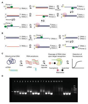 Detection of Mitochondrial Mutations Through Isothermal Nucleic Acid Amplification Coupled With Clustered Regularly Interspaced Short Palindromic Repeat-Associated Endonuclease Cas13a